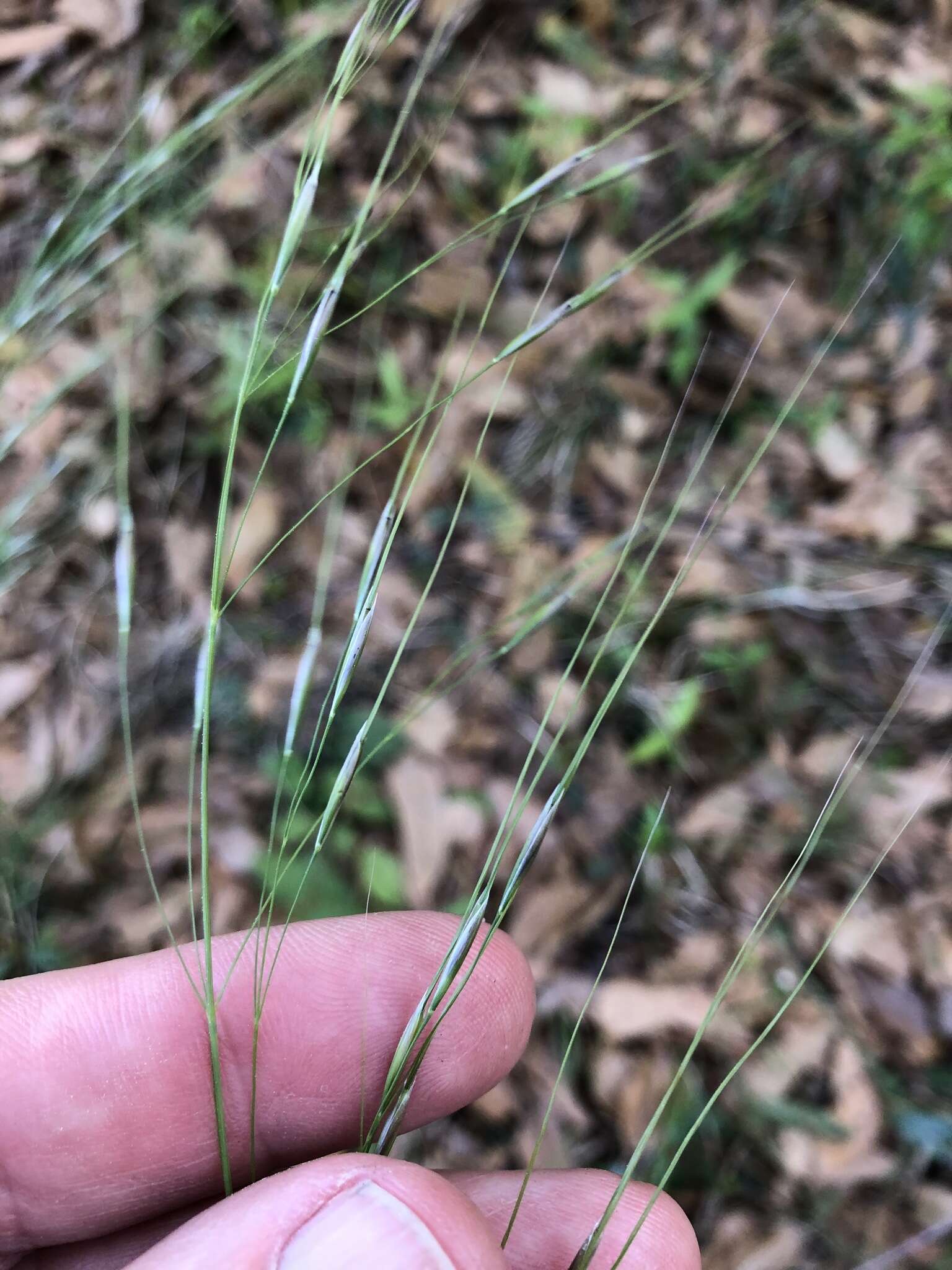 Image of Black-Seed Spear Grass