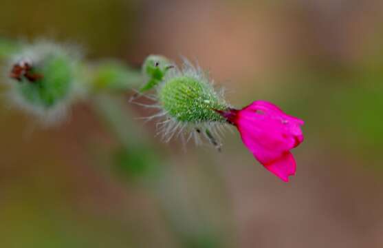 Image of Silene lydia Boiss.