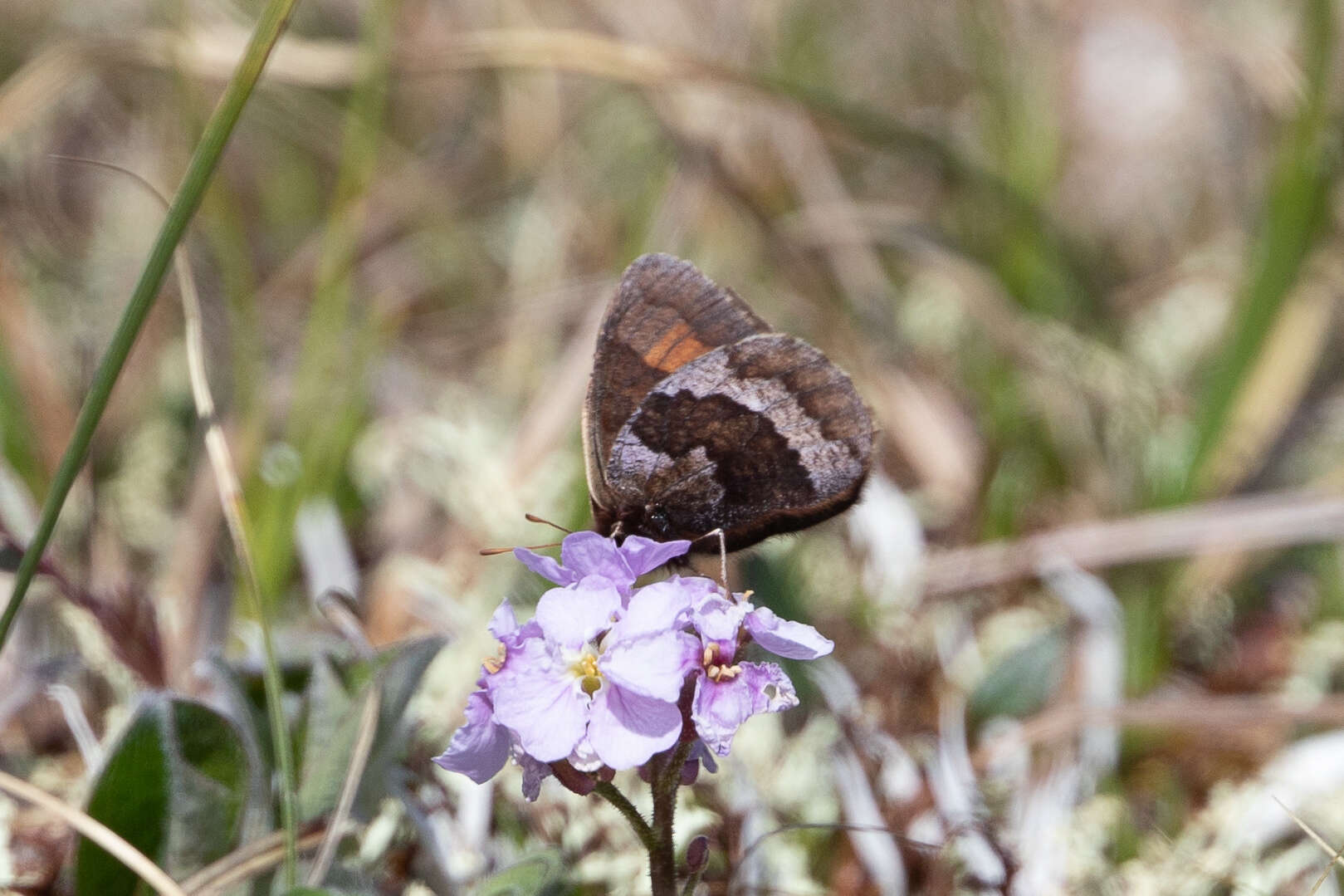 Erebia fasciata Butler 1868 resmi