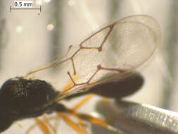 صورة <i>Anacharis zealandica</i>