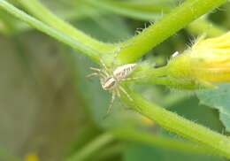 Image of Oxyopes globifer Simon 1876