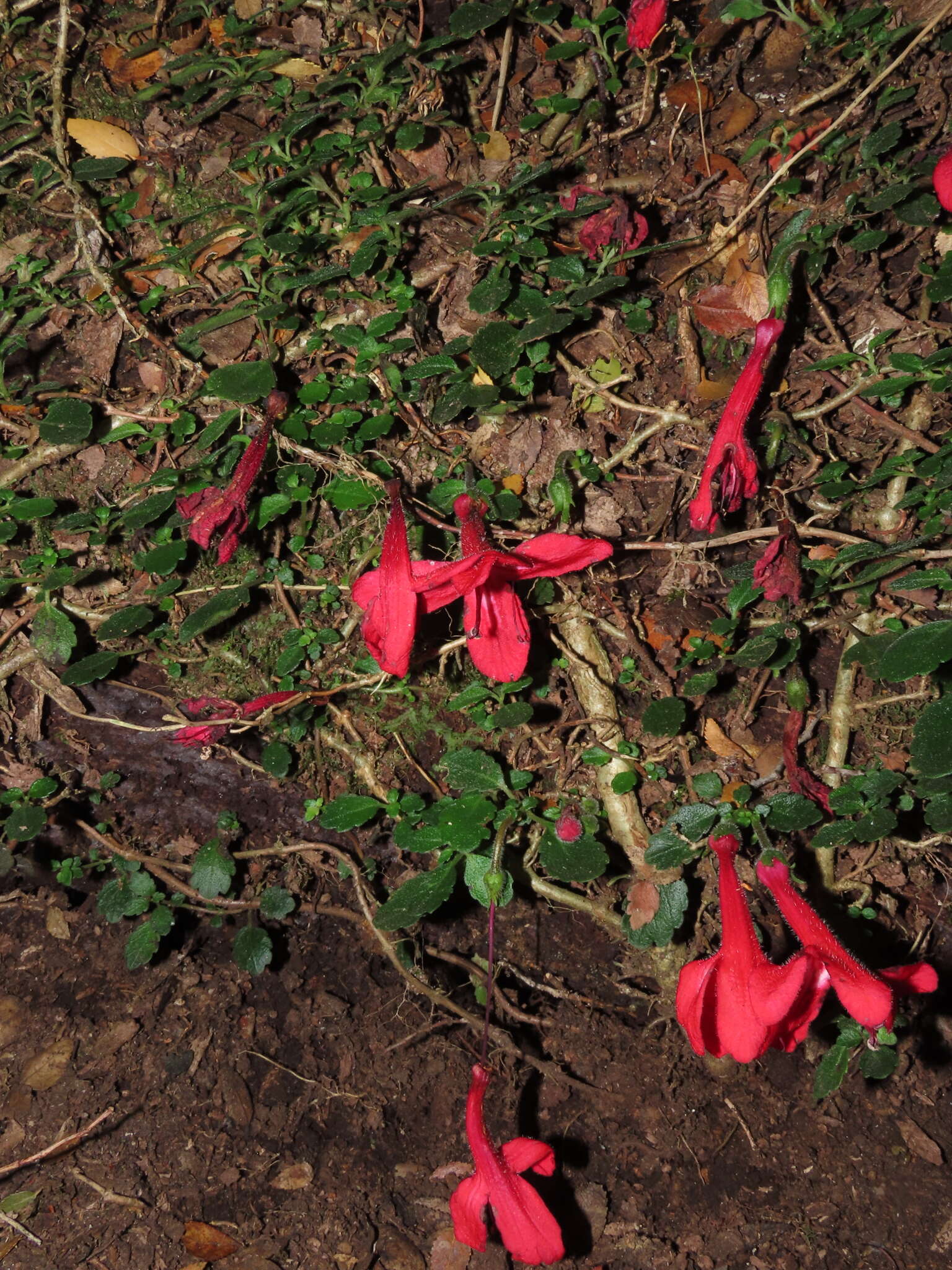 Imagem de Asteranthera ovata (Cav.) Hanst.