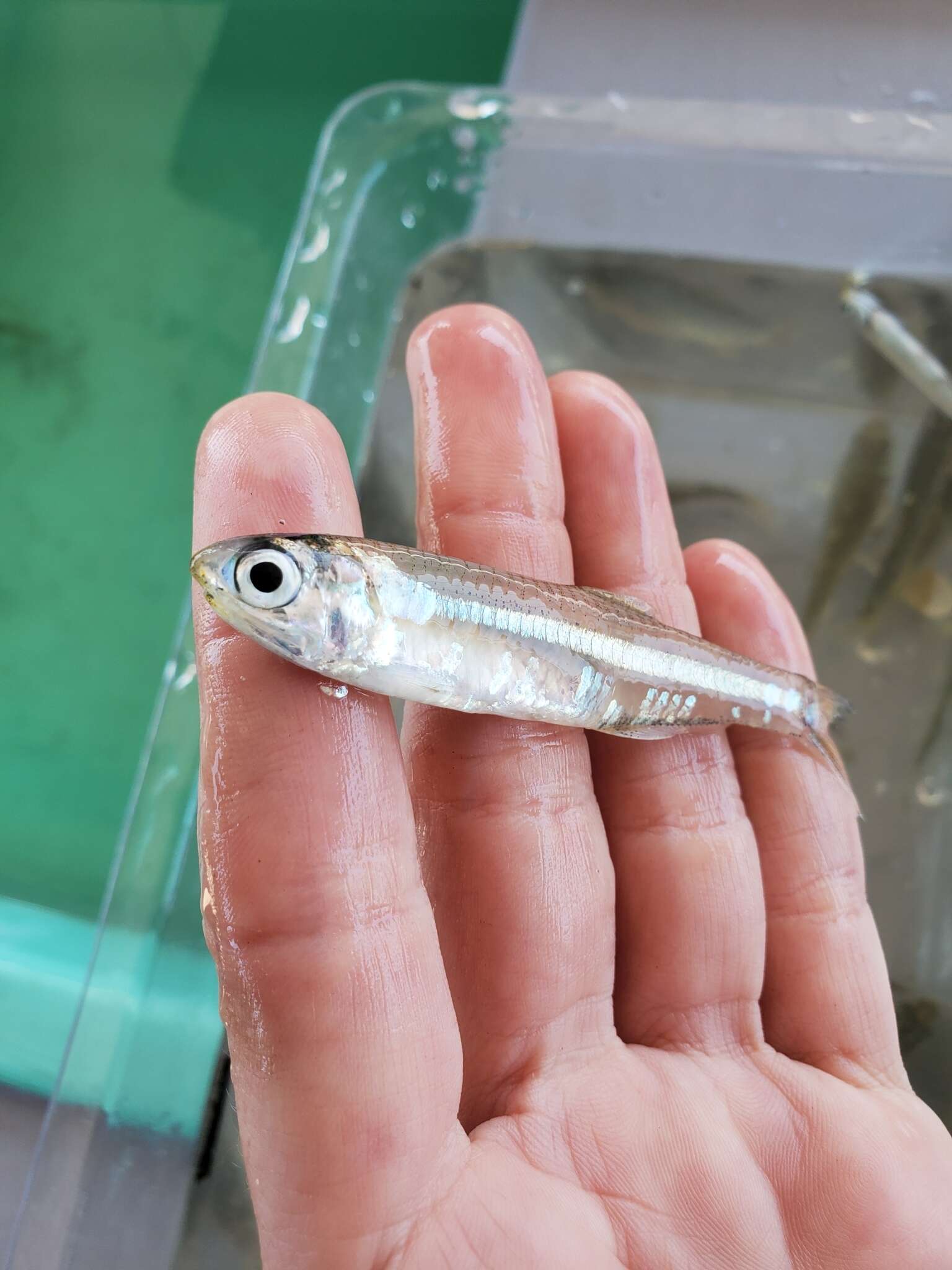 Image of Deepbody anchovy