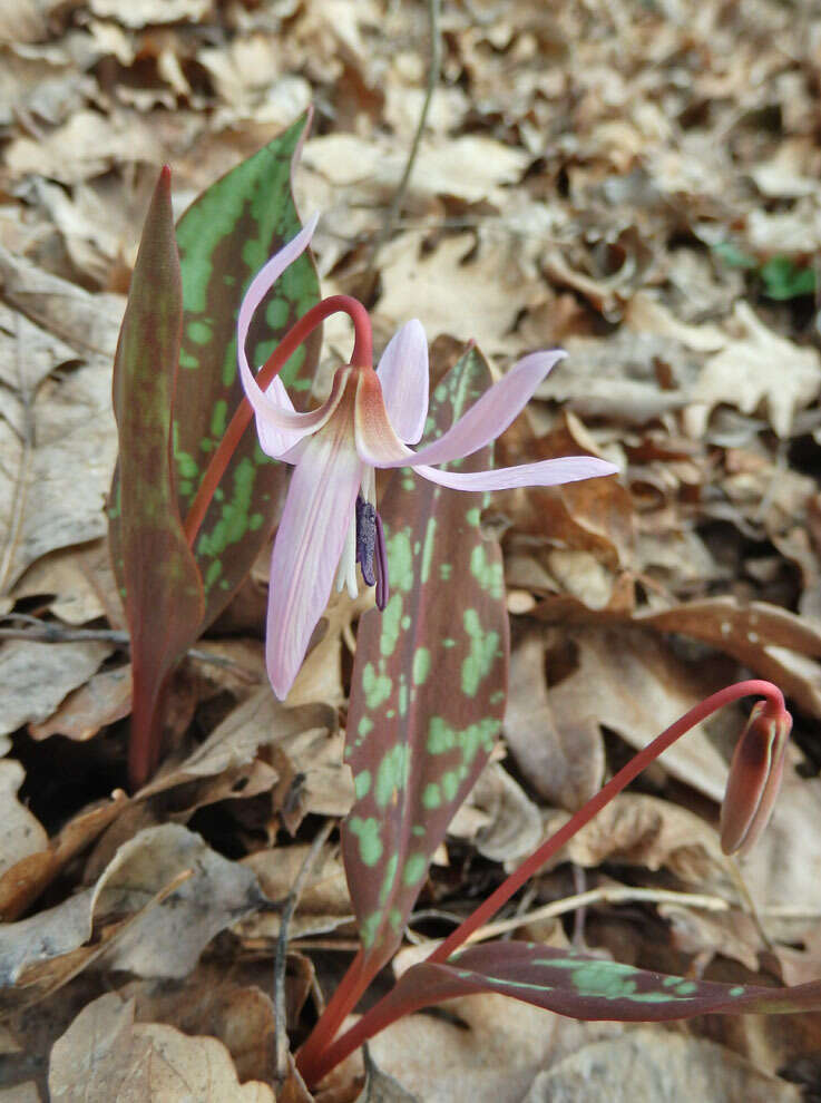 Image of Dog tooth lily