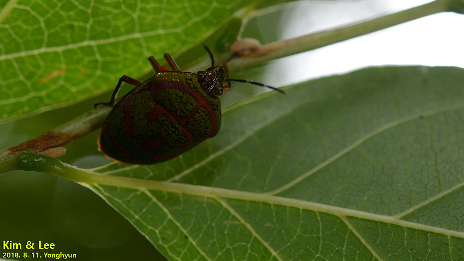 Image de <i>Poecilocoris lewisi</i>