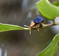 Sivun Stoiba flavicollis (Klug 1829) kuva