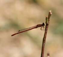 Image of Oxyagrion rubidum (Rambur 1842)