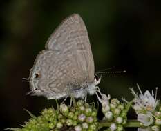 Imagem de Anthene definita (Butler 1899)