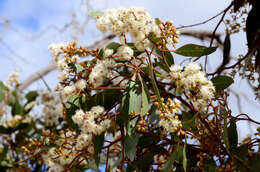 Слика од Eucalyptus behriana F. Müll.