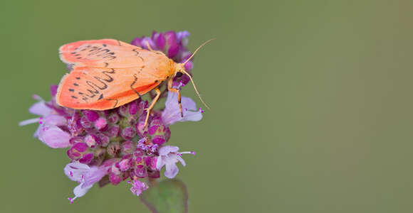 Image of rosy footman