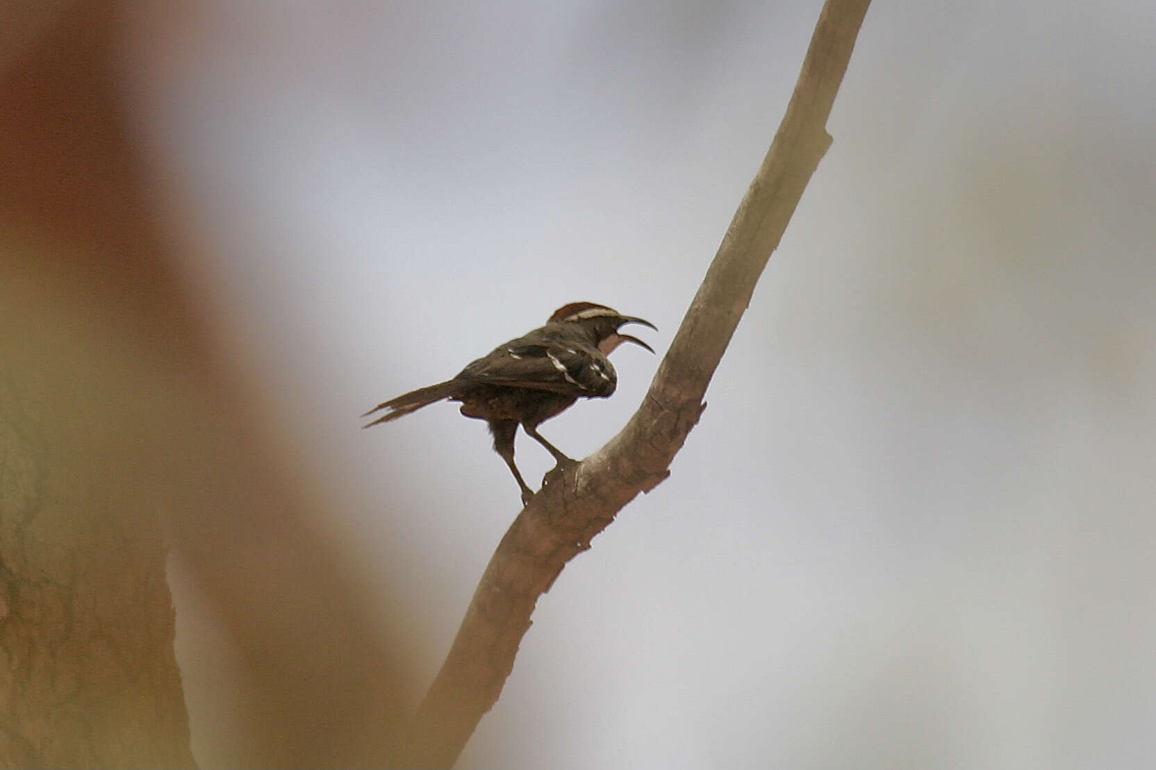 Image of Chestnut-crowned Babbler