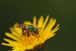 Image of Bicolored Agapostemon