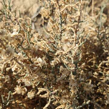 Sivun Anabasis articulata (Forsk.) Moq. kuva