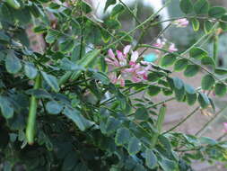 Plancia ëd <i>Indigofera jucunda</i>