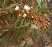 Image of Gooseberry Mallee