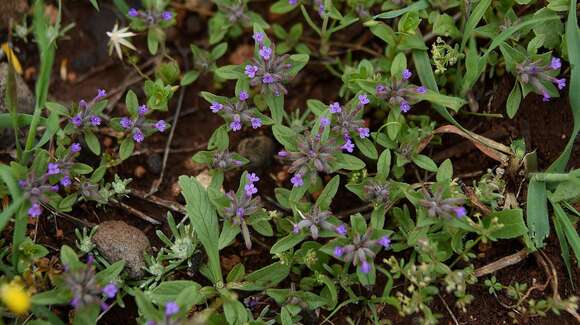 Sivun Ziziphora capitata L. kuva