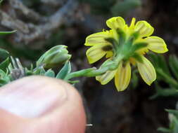 Image of Osteospermum microphyllum DC.