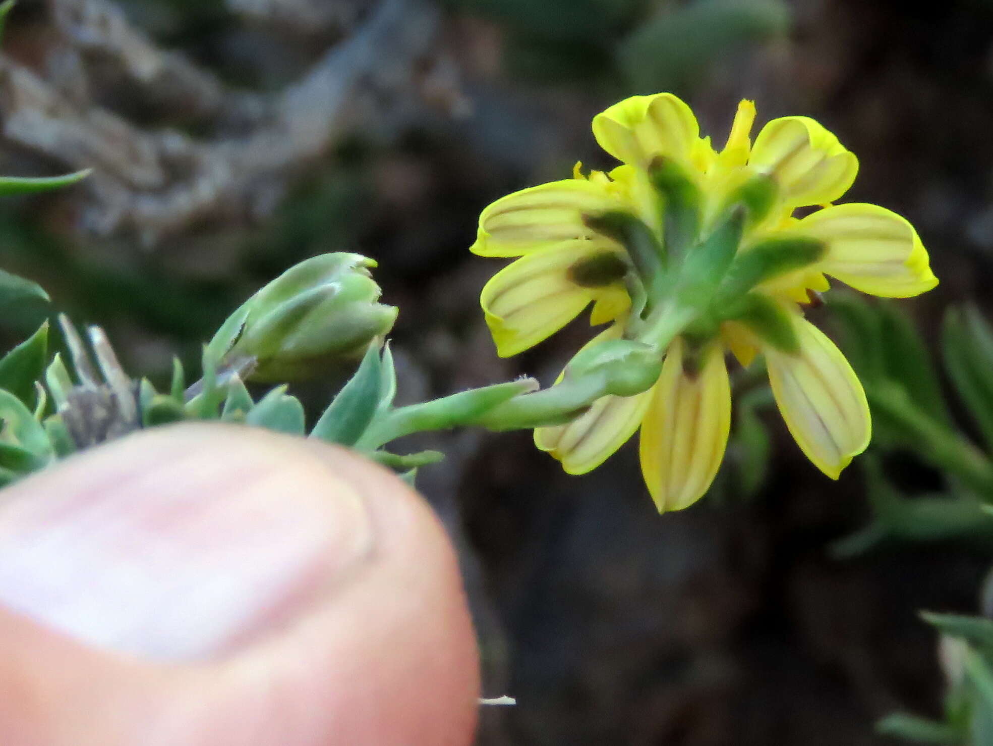 Image of Osteospermum microphyllum DC.