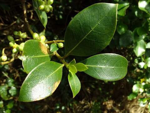 Imagem de Coprosma lucida J. R. Forst. & G. Forst.