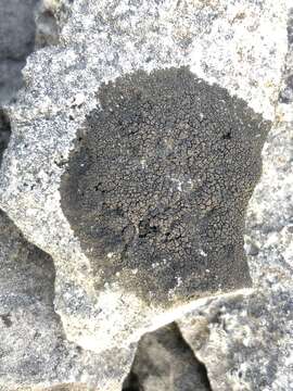 Image of wart lichen