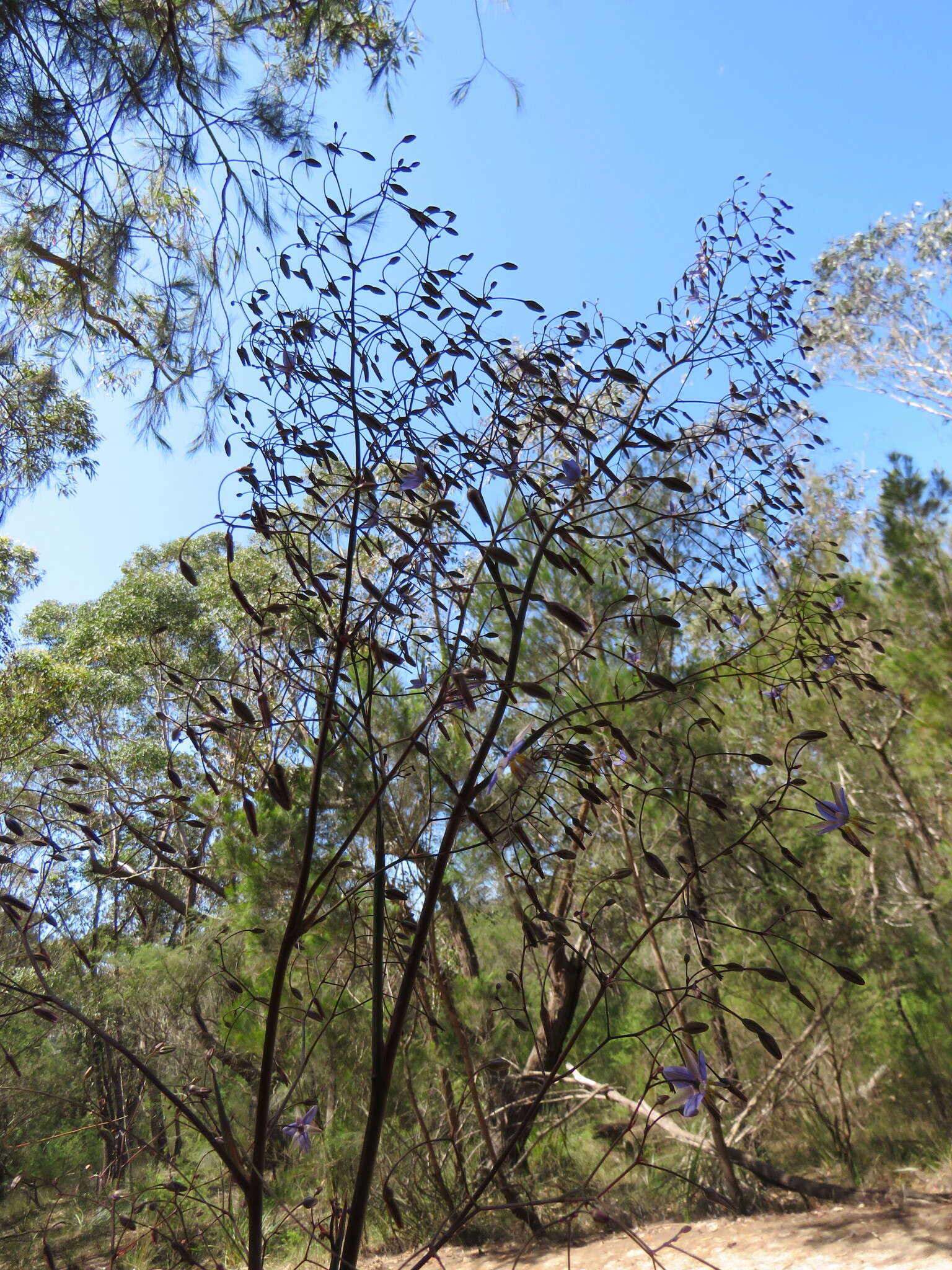 Слика од Dianella prunina R. J. F. Hend.