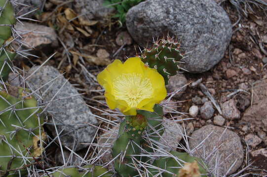 Image of Opuntia sulphurea G. Don ex Loudon