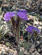 Image de Phacelia infundibuliformis Torr.