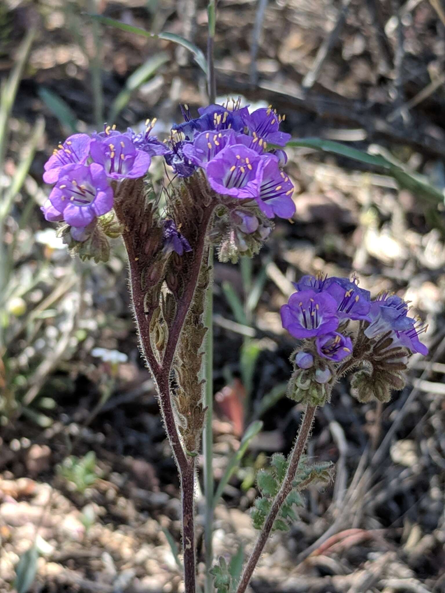 Image de Phacelia infundibuliformis Torr.