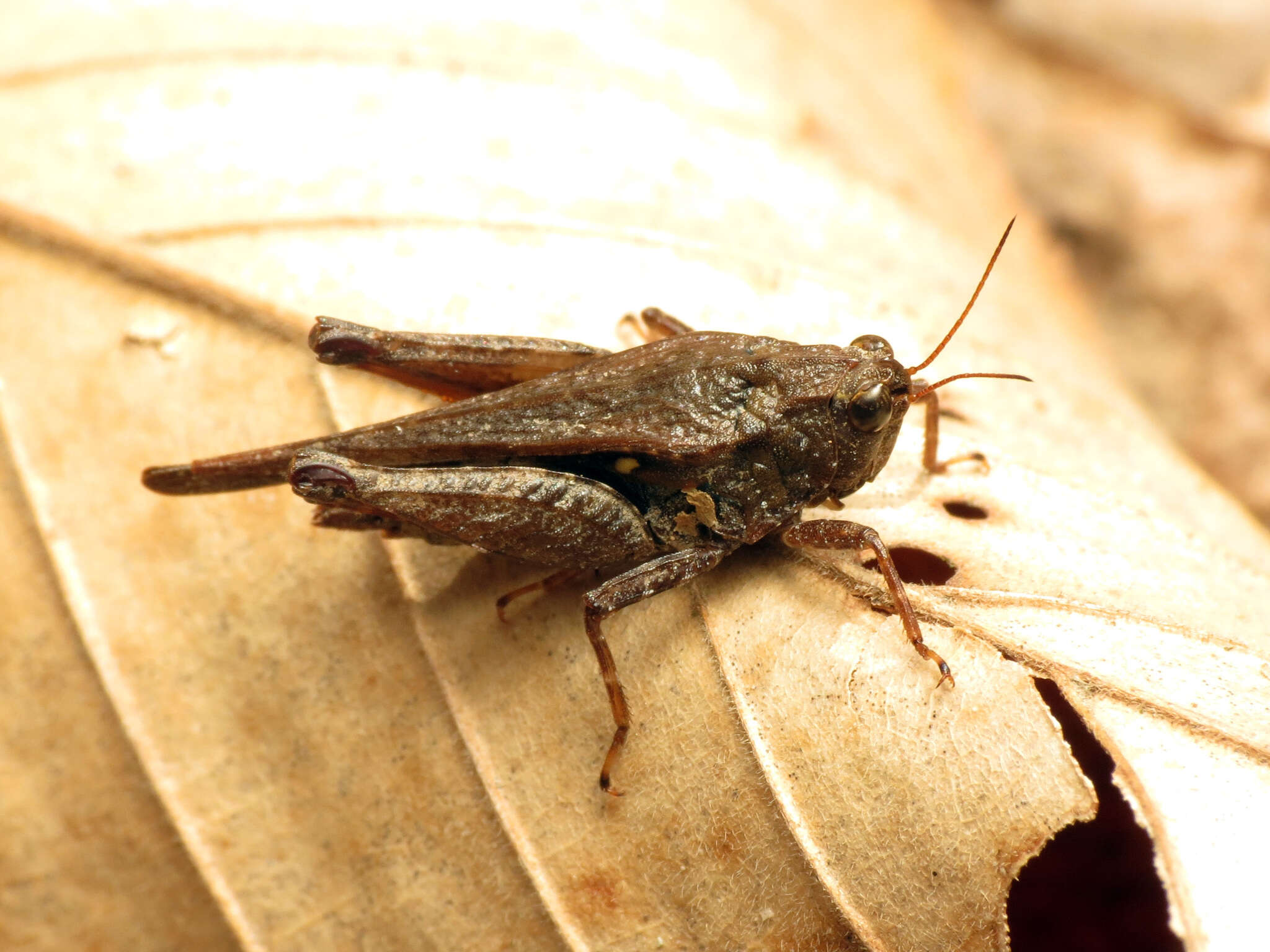 Image of Armored Pygmy Grasshopper