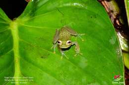 Image of Glass frog