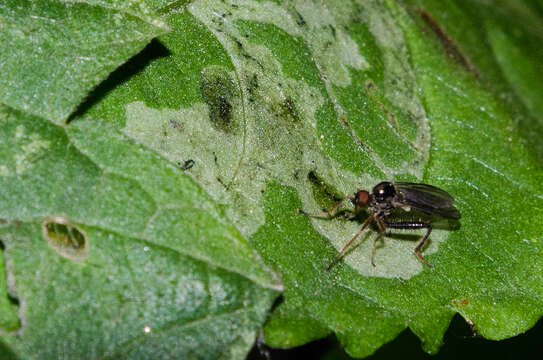 Image of Hybos femoratus (Muller 1776)