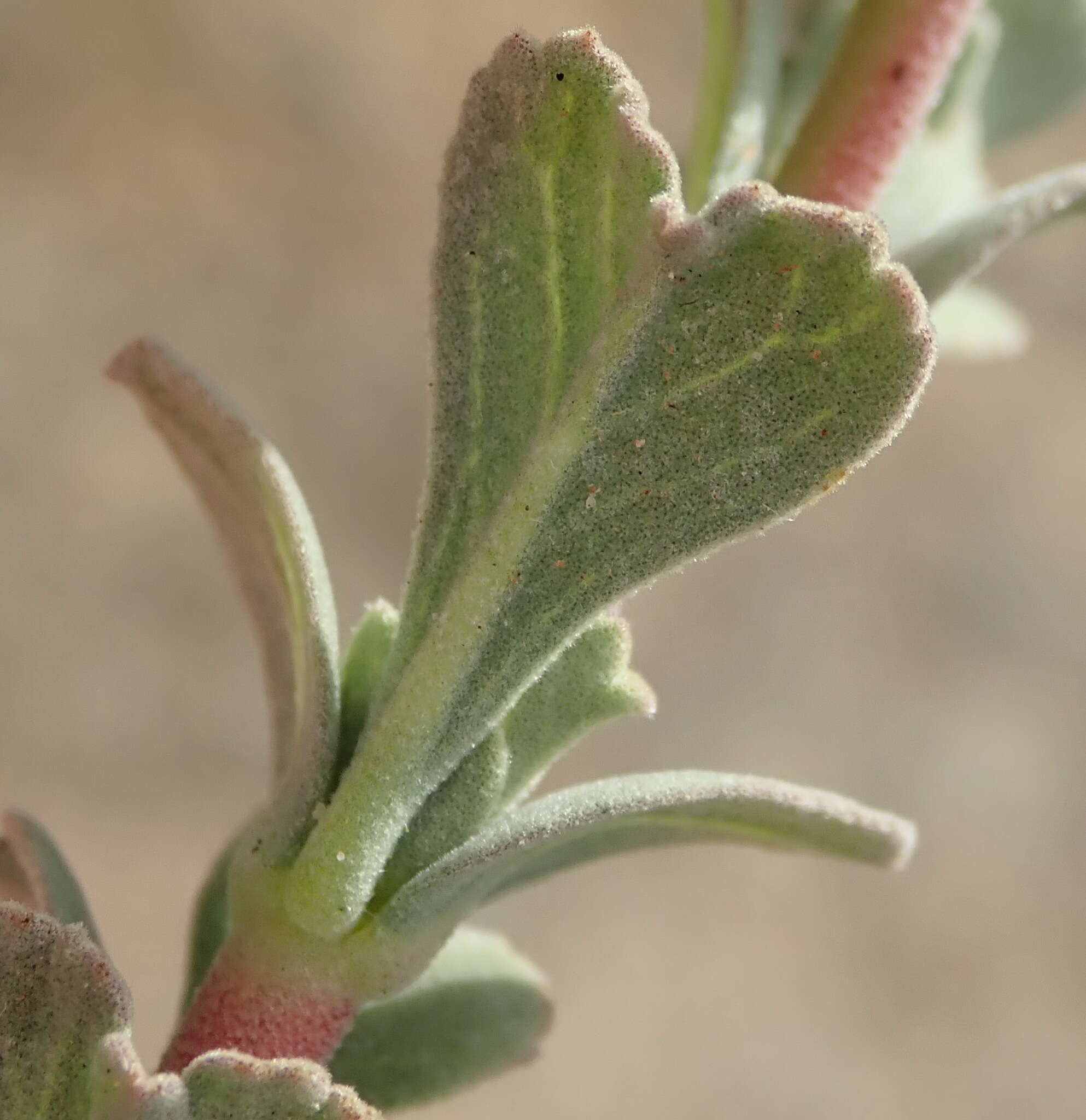 Image of Hermannia trifoliata L.