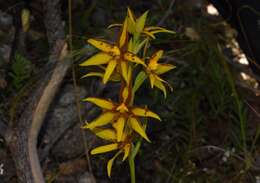 Image of Cinnamon sun orchid