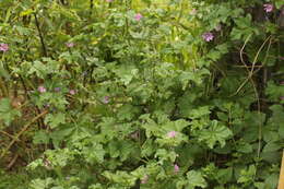 Image of <i>Malva <i>sylvestris</i></i> subsp. sylvestris