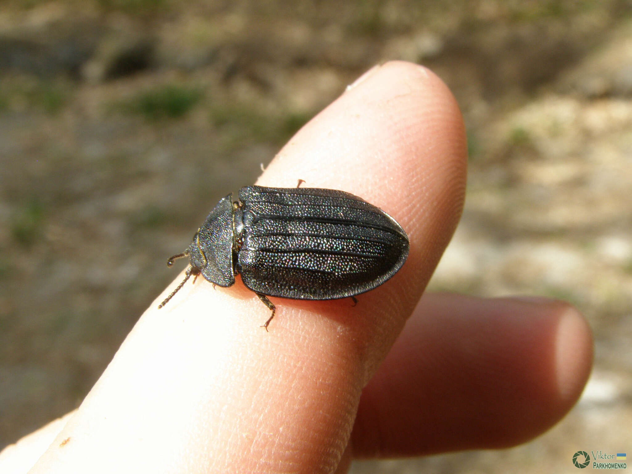 Image of Peltis grossa (Linnaeus 1758)