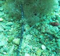 Image of Southern Gulf pipefish