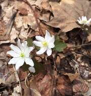 Image of Rue-Anemone