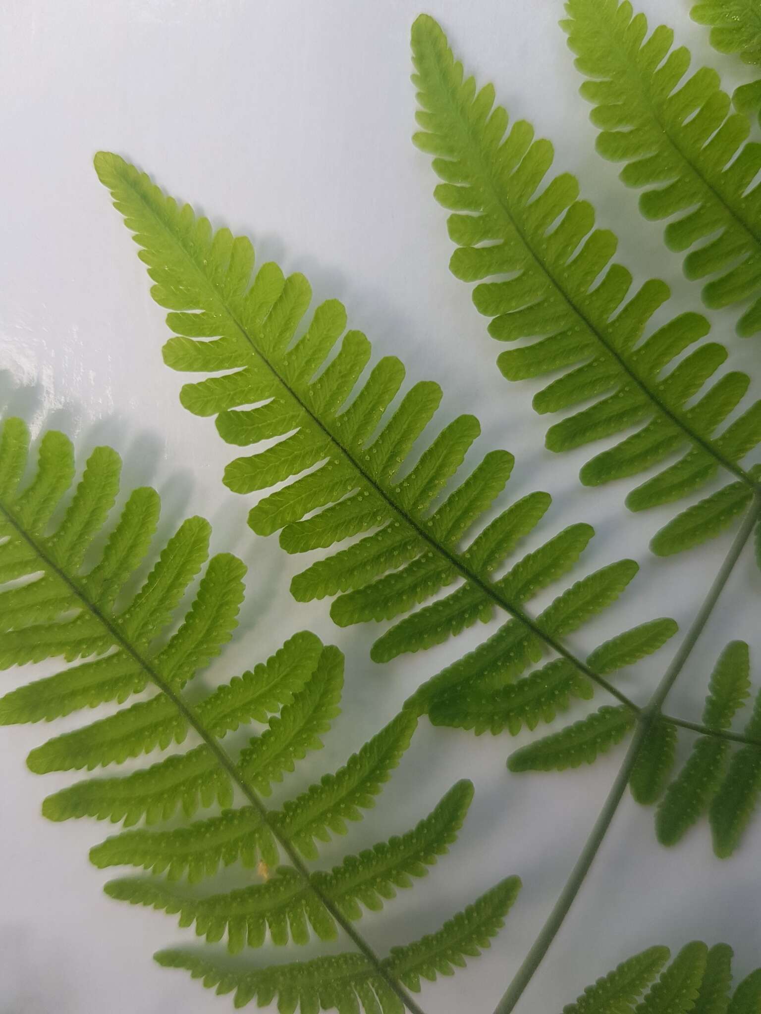 Image of scented oakfern