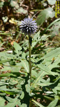 Image of Echinops setifer Iljin