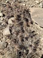 Image of Schott's Prickly-pear Cactus