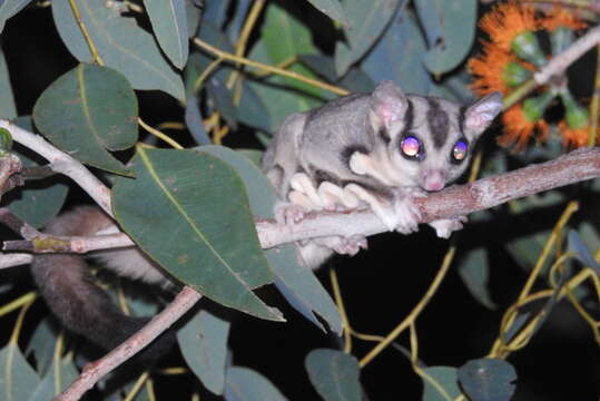 صورة Petaurus breviceps ariel (Gould 1842)