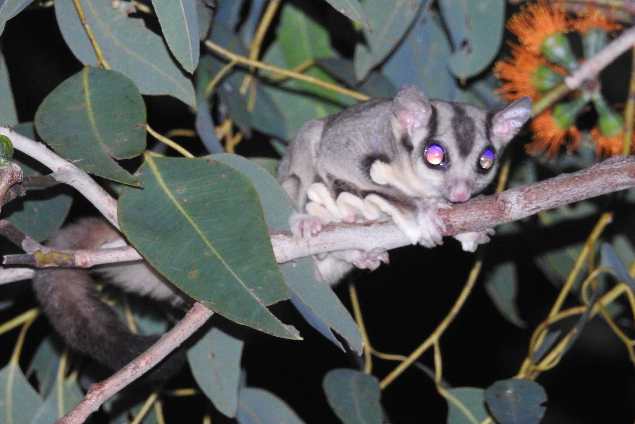 صورة Petaurus breviceps ariel (Gould 1842)