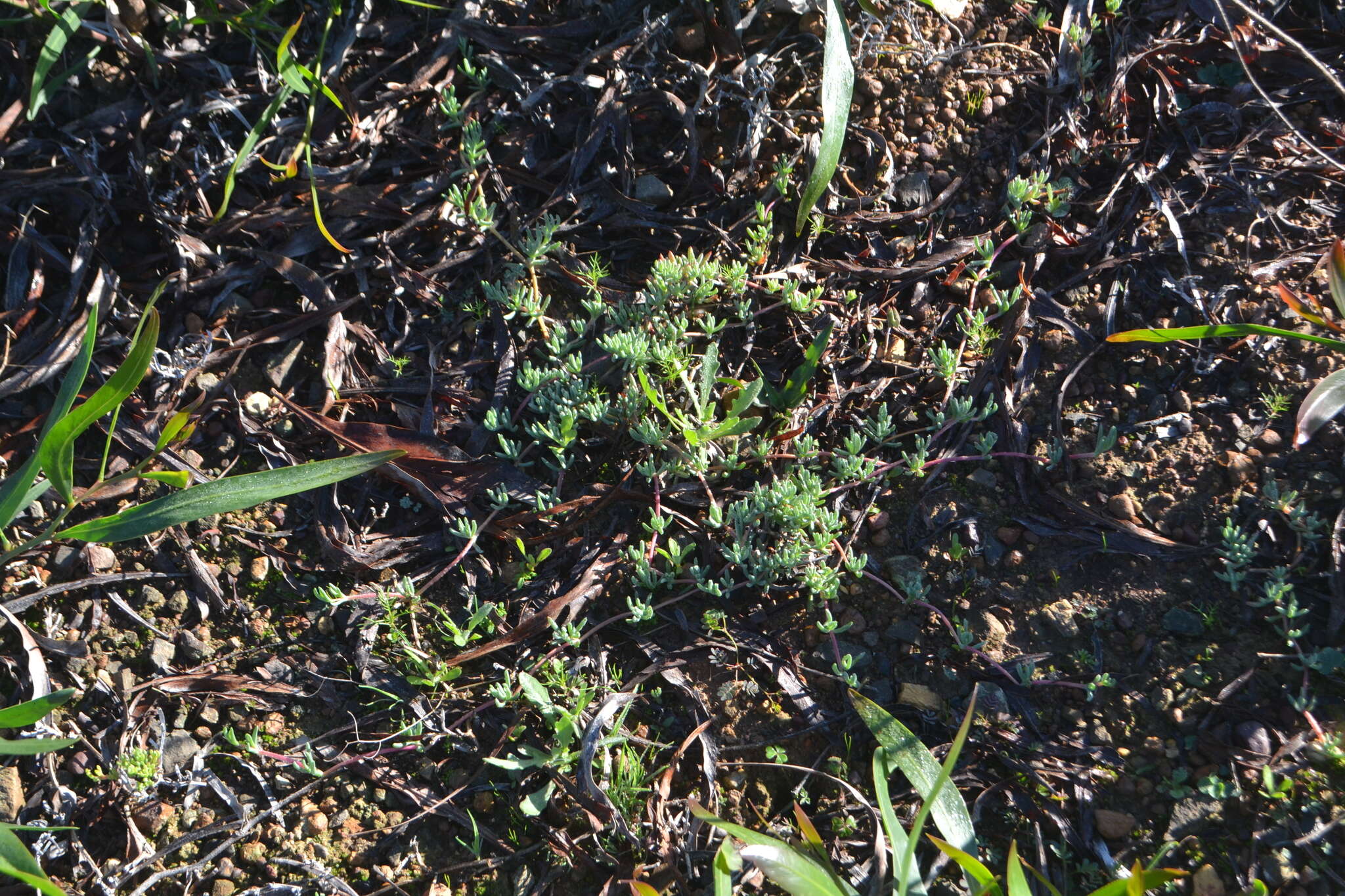 Image of Lampranthus peacockiae (L. Bol.) L. Bol.