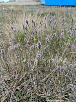 Image of Alpine Foxtail