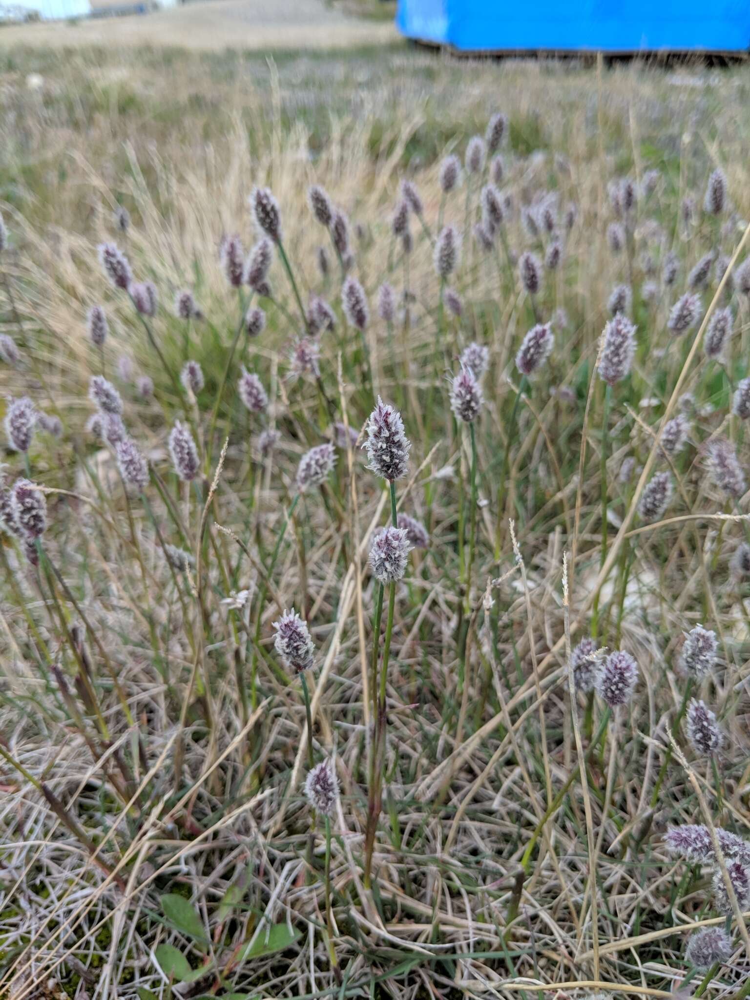 Plancia ëd Alopecurus magellanicus Lam.