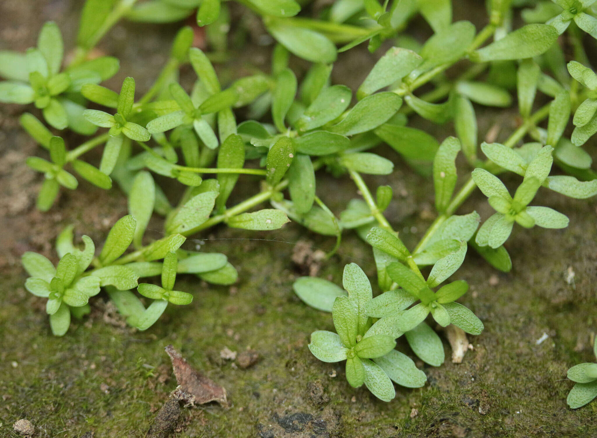 Image of narrowleaf water-starwort