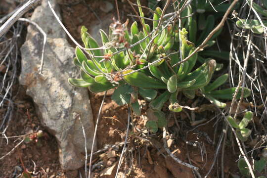 Image of Tylecodon leucothrix (C. A. Smith) H. Tölken