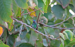 Image of Blue-headed Sapphire