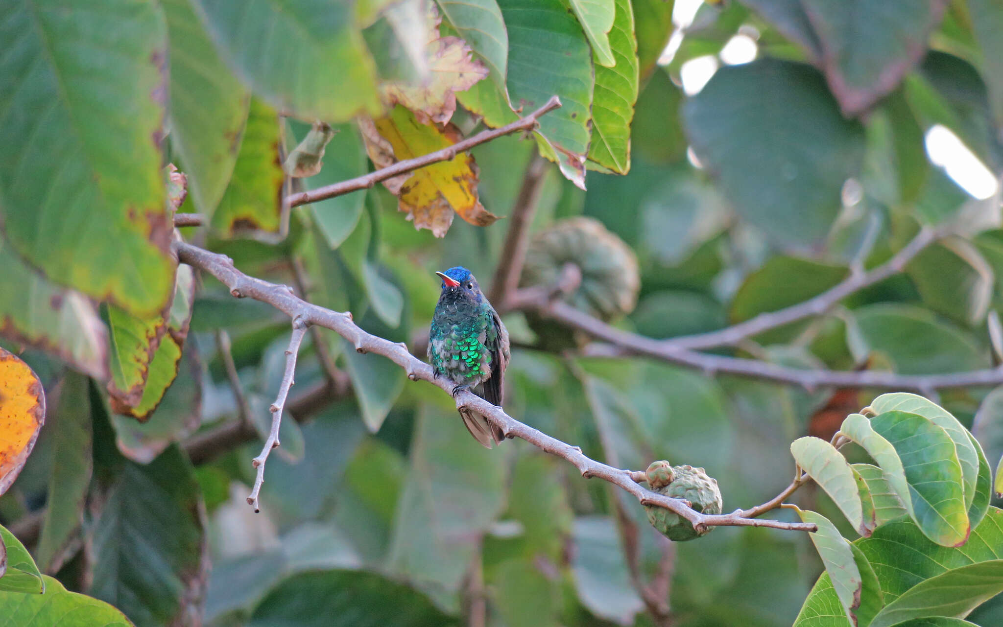 Image of Blue-headed Sapphire