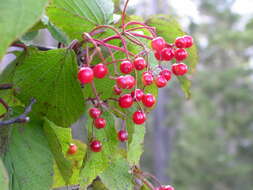 Image de Viburnum betulifolium Batalin